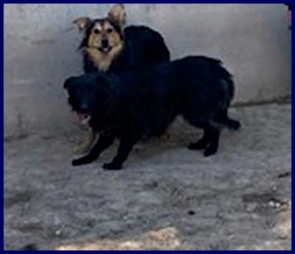 SABRINA 3-4anni una timidina | Foto 2