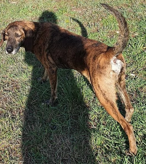 NICK socievole adatto a tutti | Foto 0