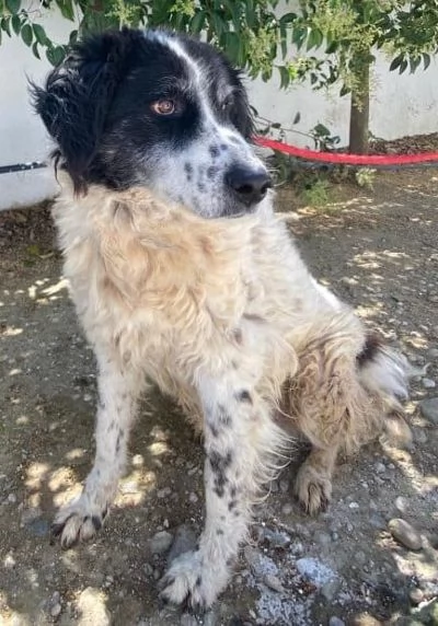 SALVO dolce nonnino disperato!