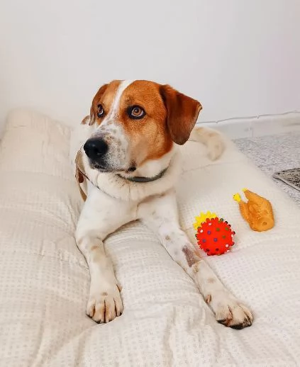 TOMMY tanto bravo!Deve finalmente trovare pace | Foto 2