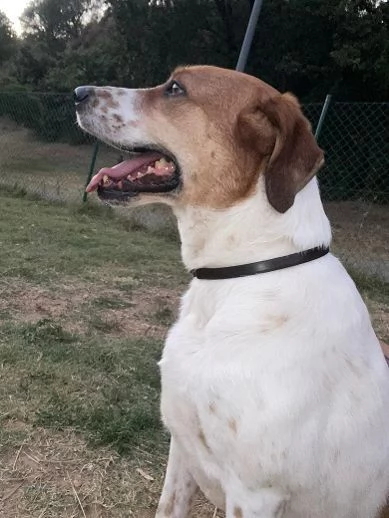 TOMMY tanto bravo!Deve finalmente trovare pace | Foto 1