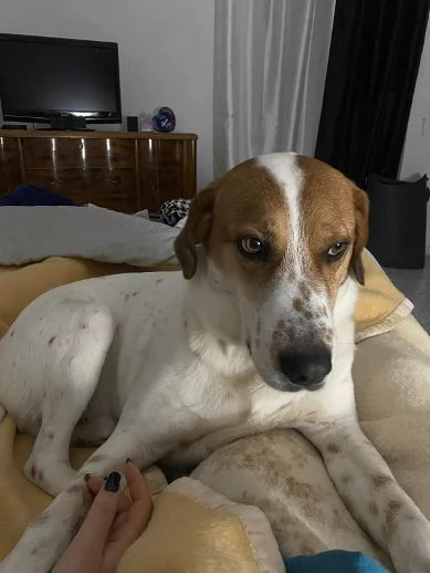 TOMMY tanto bravo!Deve finalmente trovare pace | Foto 0