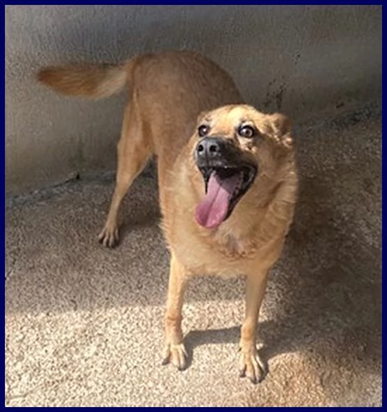 BOMBER nonnino con tanta voglia di giocare e di una casa