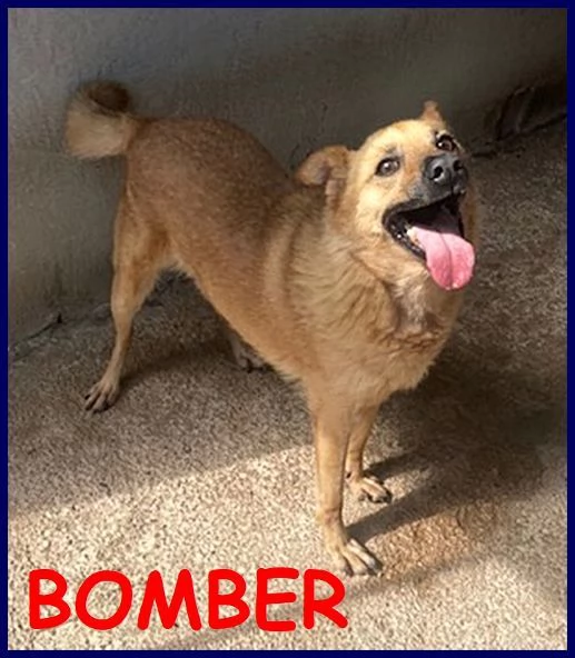 BOMBER nonnino con tanta voglia di giocare e di una casa | Foto 0