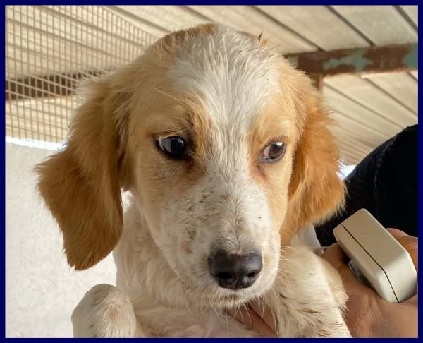 MIAMI sui 3-4anni tg mediopiccola  