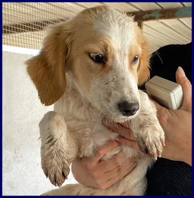 MIAMI sui 3-4anni tg mediopiccola   | Foto 1