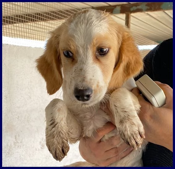 MIAMI sui 3-4anni tg mediopiccola   | Foto 0