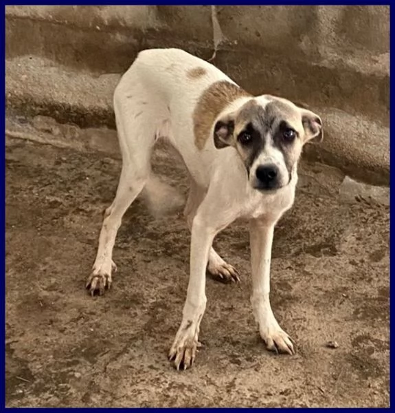 ROMA sui 3anni una timidina tg contenuta | Foto 1