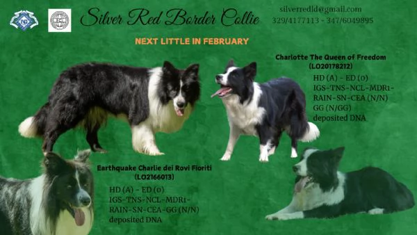 Cuccioli di Border Collie 