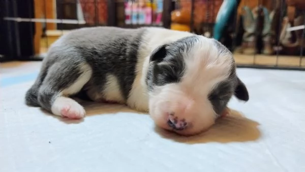 Cuccioli di Border Collie  | Foto 2