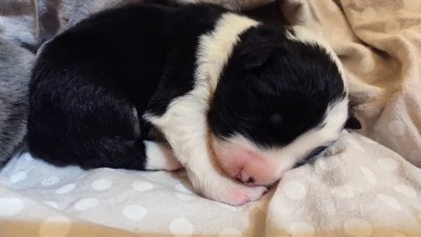 Cuccioli di Border Collie  | Foto 1