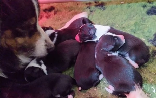 Cuccioli di Border Collie  | Foto 0