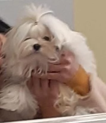 Cuccioli maltese coreano
