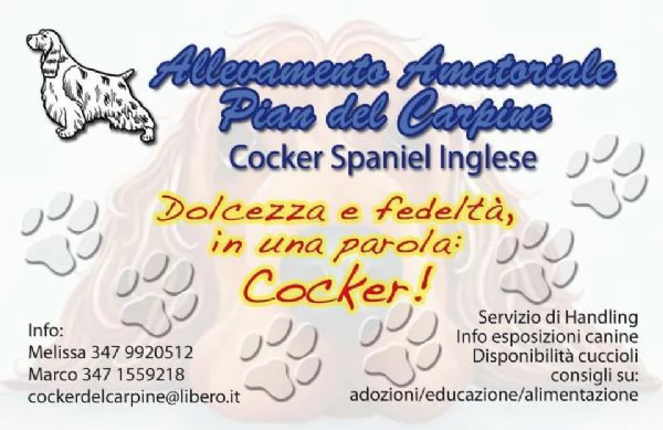 Cucciolata COCKER SPANIEL PRENOTABILE | Foto 0