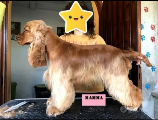 Affido Gratuito – Cagnolina Fulva, Femmina, 4 Anni  | Foto 1