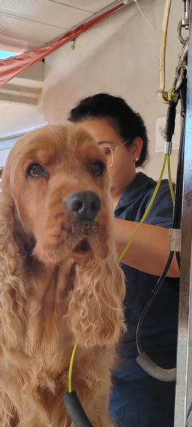 Affido Gratuito – Cagnolina Fulva, Femmina, 4 Anni  | Foto 0