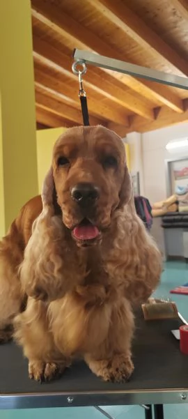 Affido Gratuito – Cagnolina Fulva, Femmina, 4 Anni 