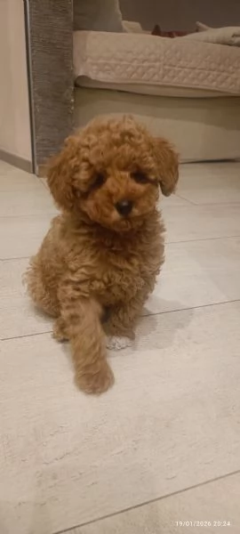 Barboncini Toy  | Foto 4