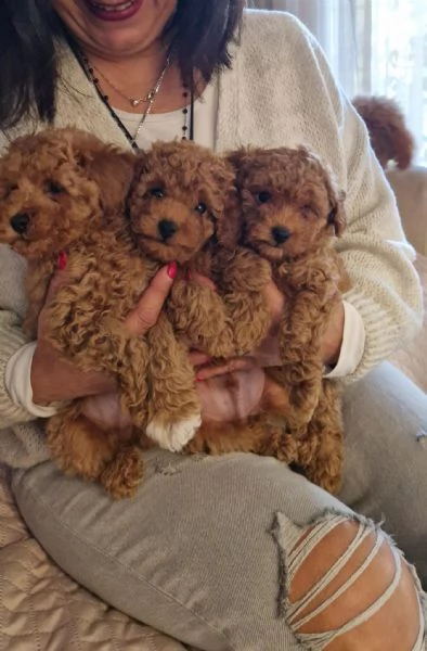 Barboncini Toy  | Foto 2