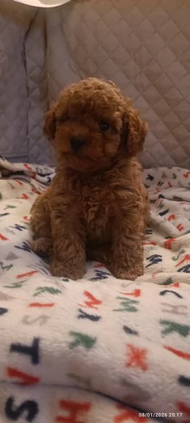 Barboncini Toy  | Foto 1