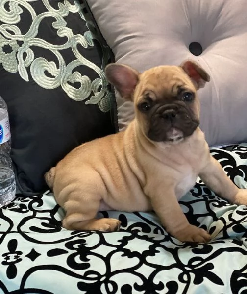 kuccioli bouledogue bulldog francese | Foto 4