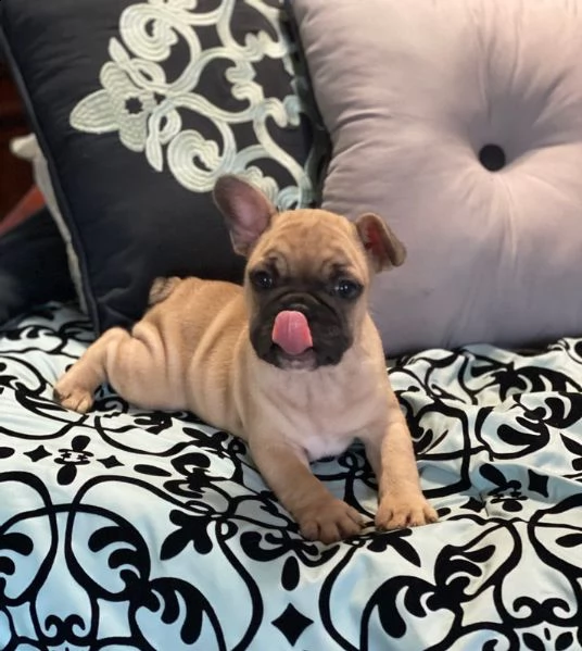 kuccioli bouledogue bulldog francese | Foto 3
