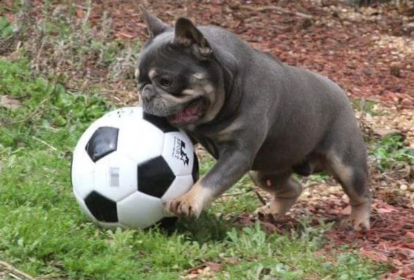 kuccioli bouledogue bulldog francese | Foto 2
