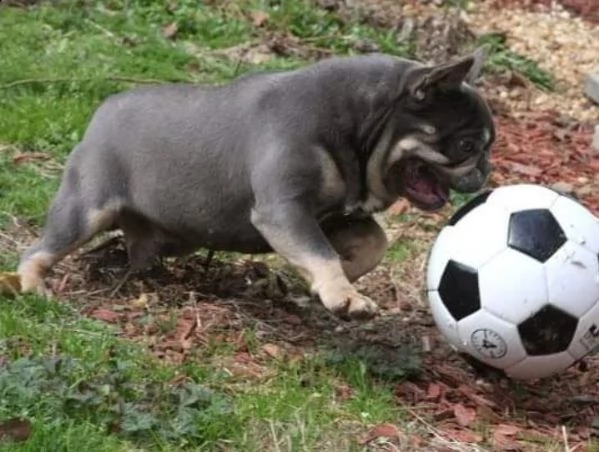 kuccioli bouledogue bulldog francese | Foto 1