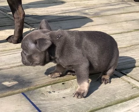 kuccioli bouledogue bulldog francese