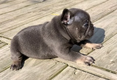 kuccioli bouledogue bulldog francese | Foto 0