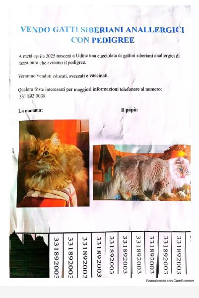 Cucciolata di gatti siberiani anallergici e con pedigree in arrivo 