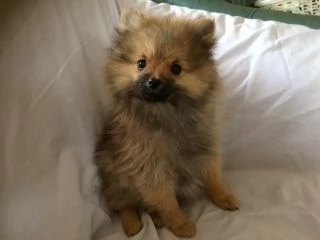 pomerania cuccioli originali | Foto 5