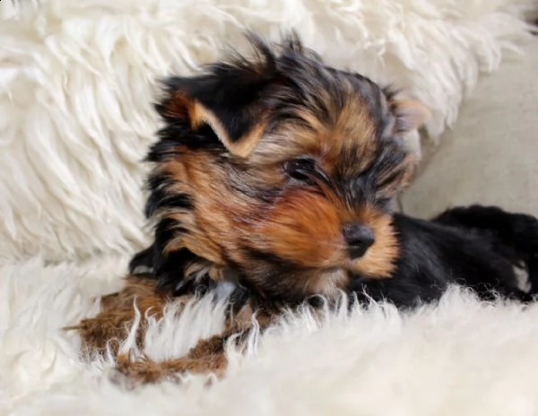 ⭐yorkshire mini cuccioli sani e belli⭐