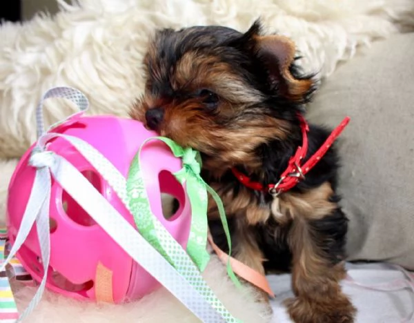 ⭐yorkshire mini cuccioli sani e belli⭐ | Foto 3