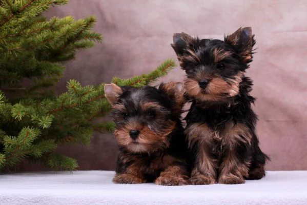 ⭐yorkshire mini cuccioli sani e belli⭐ | Foto 2