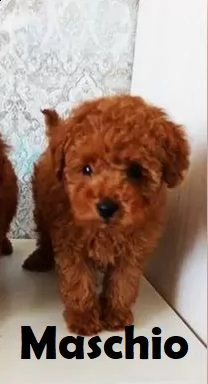 deliziosi cuccioli di barboncino toy  | Foto 6