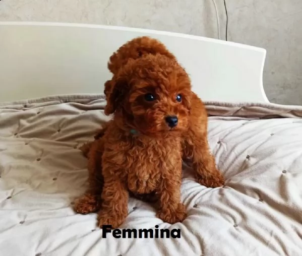 deliziosi cuccioli di barboncino toy  | Foto 4