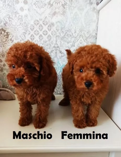 deliziosi cuccioli di barboncino toy  | Foto 1