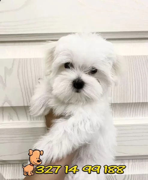 ⭐maltese nano e toy cuccioli per la famiglia⭐ | Foto 4