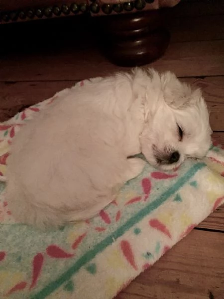 Maltese mini cuccioli bianchi | Foto 2
