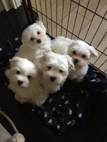 Maltese mini cuccioli bianchi