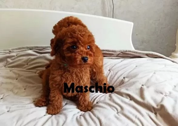 Barboncini cuccioli  | Foto 2