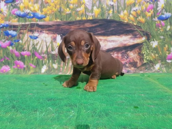 Bassotto cuccioli choccolate | Foto 2