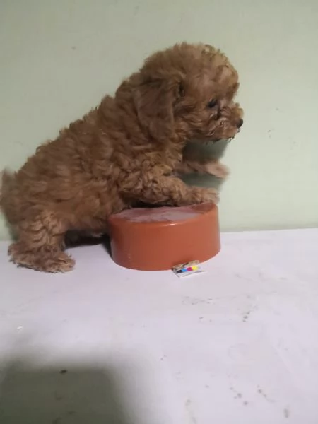 Barboncino red cuccioli | Foto 3