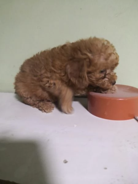 Barboncino red cuccioli | Foto 2