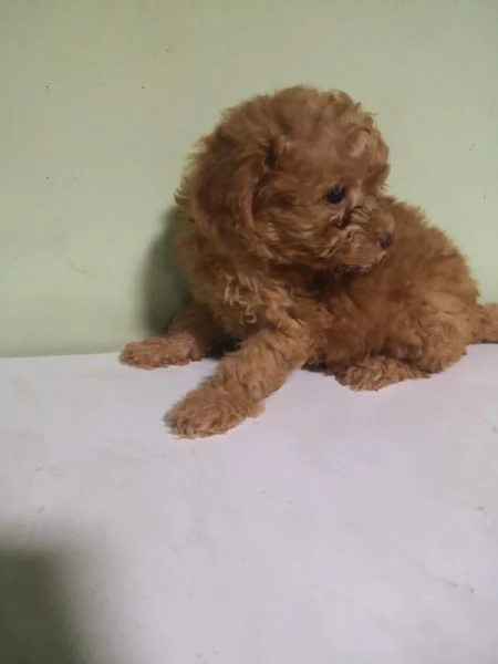 Barboncino red cuccioli