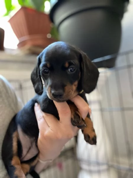 Bassotto cuccioli piccoli | Foto 3