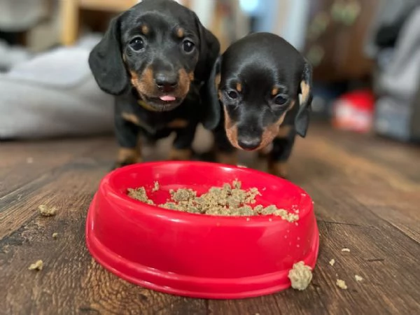 Bassotto cuccioli piccoli | Foto 2