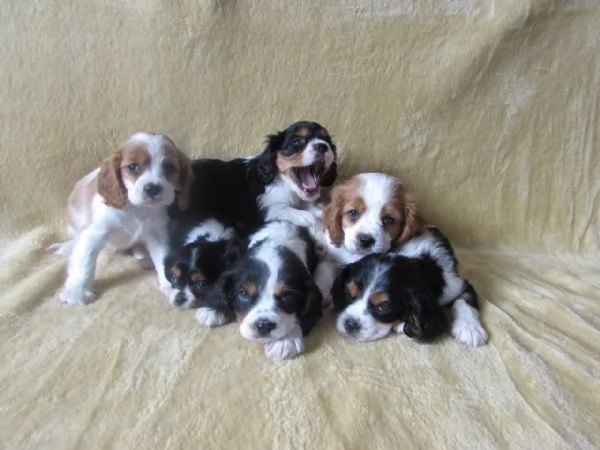 Cavalier King cuccioli | Foto 4