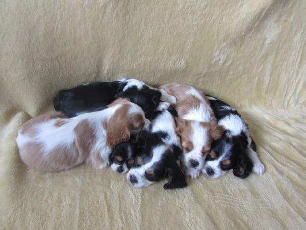 Cavalier King cuccioli | Foto 0